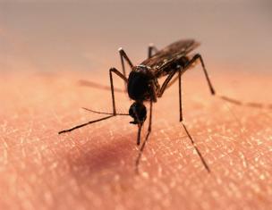 Как снять зуд от укуса комара?