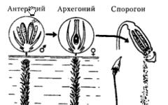 Где образуются сперматозоиды у кукушкина льна