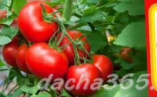 Можно ли есть помидоры пораженные фитофторой