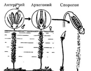 Где образуются сперматозоиды у кукушкина льна